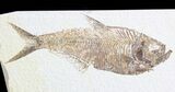 Detailed Diplomystus Fish Fossil From Wyoming #63943-1